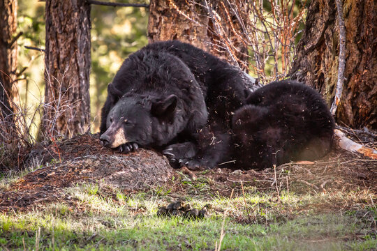 Ours noir &agrave; Yellowstone