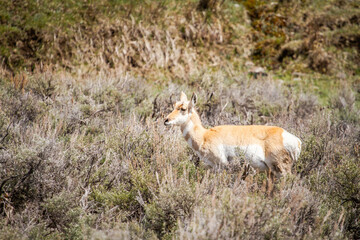 Antilope dans le parc de Yellowstone
