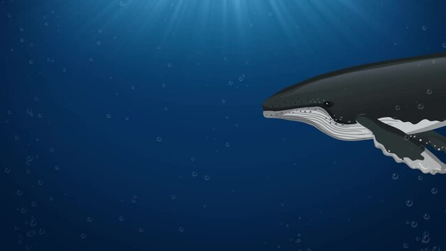 The Anatomy of a Whale: An Animated Exploration