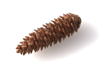 Caucasus spruce, Picea, orientalis