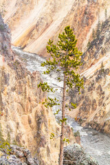 Canyon coloré du Yellowstone