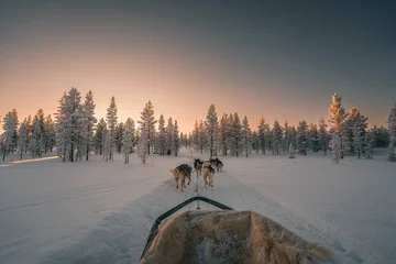 Fotobehang Husky safari activity at Lapland, Finland at sunset © Albert Casanovas/Wirestock Creators