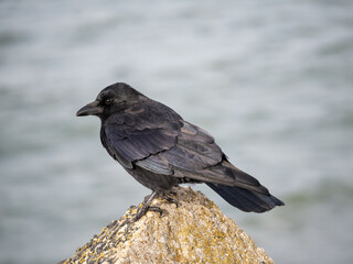 Carrion crow, Corvus corone, standing on rock, Netherlands