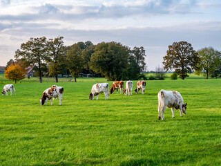 Fototapeta na wymiar Young reddish brown dairy cows grazing on meadow in countryside near Denekamp, Overijssel, Netherlands