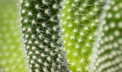 Close-up of spines on cactus, background cactus with spines