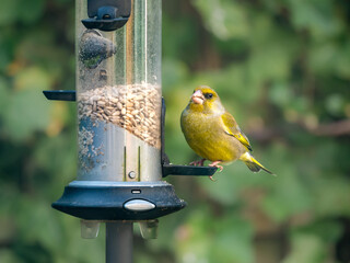 Greenfinch, Carduelis chloris, male feeding on a bird seed feeder