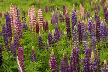 Landscape of a field covered in lupines and greenery on a sunny day