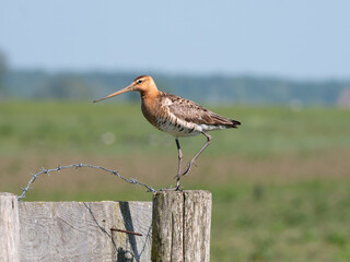 Black-tailed godwit, Limosa limosa, on fence post in polder, Netherlands