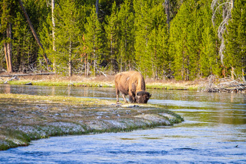 Fototapeta premium Bison dans le parc de Yellowstone