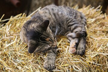 Fototapeta premium Domestic striped cat resting in a bed of hay