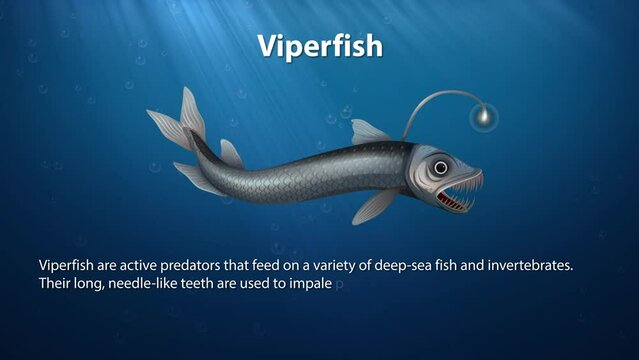 Viperfish - Animated Text Information