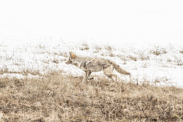 Obraz na płótnie Canvas Coyote dans le parc de Yellowstone