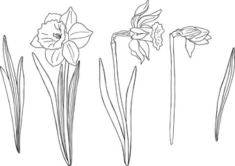 Set Daffodils flowers and leaves drawn by graphics in vector. For interior print decoration, postcard, fabric, sketchbook cover.