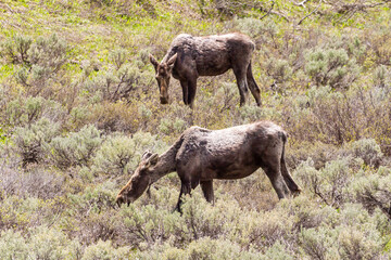 Naklejka na ściany i meble Moose dans le parc de Yellowstone