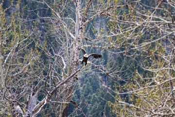 Aigle dans le parc de Yellowstone