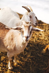 Dairy goats on a small farm in Ontario, Canada. Farming and agriculture in North America.