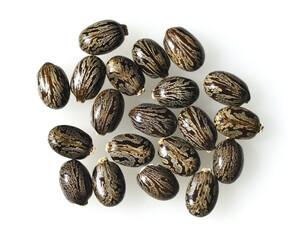 Castor, Ricinus Communis