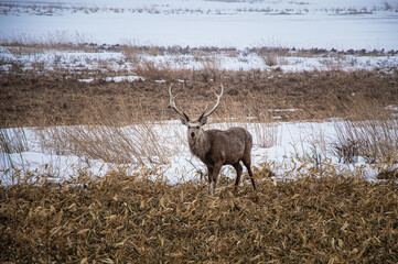 Fototapeta premium 冬の原野の角の生えた雄シカ。