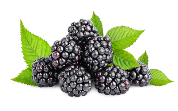 heap of blackberry and leaves on a white isolated background
