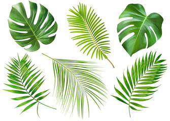 collection of six different palm branches on a white isolated background