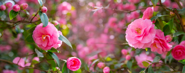 Japanese Camellia flowers, Camelia Japonica in the springtime garden with nice bokeh background