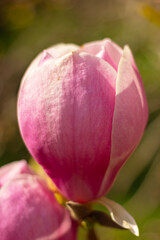 Fototapeta premium close-up large closed bud of pink flower magnolia tree