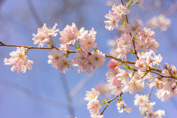 beautiful blooming sakura tree with white flowers in garden