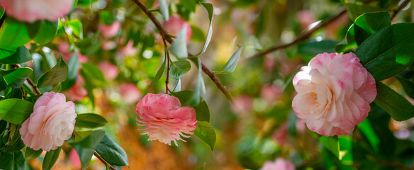 Japanese Camellia flowers, Camelia Japonica in the springtime garden with nice bokeh background