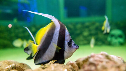 Beautiful fish in the blue water of the aquarium. Underwater world, ocean, marine life