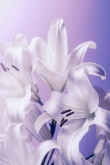 white lilies on pastel purple background close up