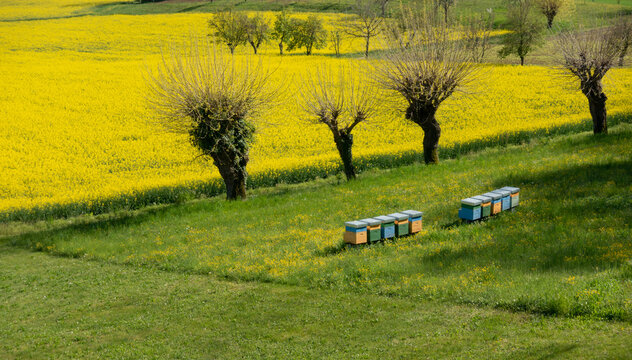 Row of beehives next to yellow rapeseed flower field for pollination and honey production in honeycomb 
