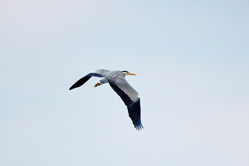 Fototapeta na wymiar A large grey heron (ardea cinerea) blue sky