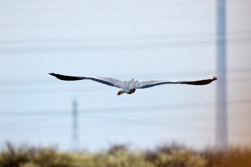 A large grey heron (ardea cinerea)  blue sky