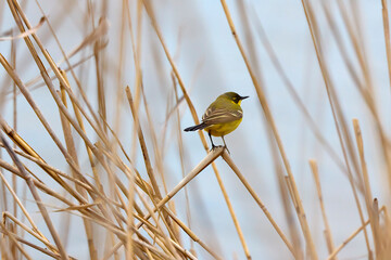 Yellowtail (Motacilla flava) in the reeds