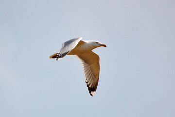 Seagull in flight against blue sky