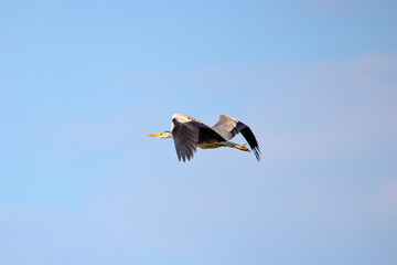Obraz premium A large grey heron (ardea cinerea) blue sky