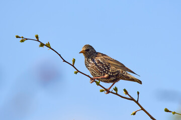 Starling (Sturnus vulgaris) perched on a bush.