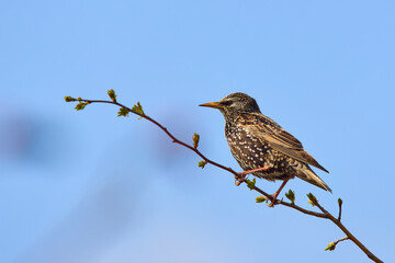 Starling (Sturnus vulgaris) perched on a bush.