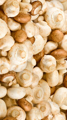 champignons lying randomly and shown from above