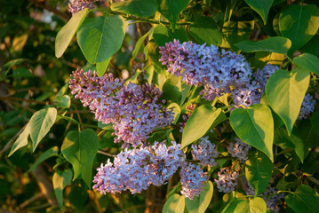 Beautiful Lilac blossoming branches, Selective focus