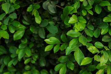 Fototapeta na wymiar Green Leaves background in a tropical forest