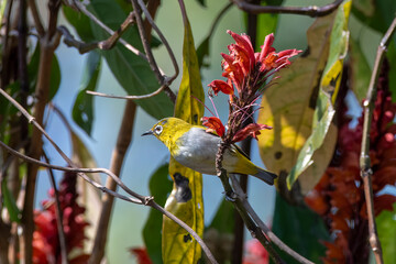 Indian white-eye or Zosterops palpebrosus observed in Latpanchar in West Bengal