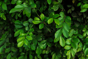 Natural green leaf wall, Texture background