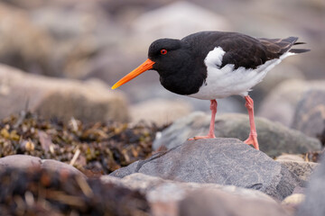 Oystercatcher, Haematopus ostralegus, Varanger Peninsula, Finnmark, Norway
