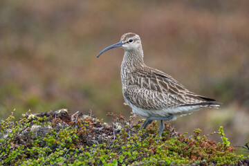 Whimbrel, Numenius phaeopus, Varanger Peninsula, Finnmark, Norway