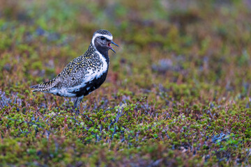 European Golden plover, Pluvialis apricaria, Varanger Peninsula, Finnmark, Norway