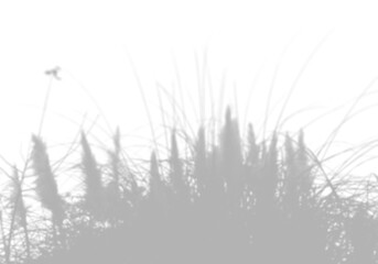 Fototapeta na wymiar The shadow of the pampas grass on the white wall. Black and white image for photo overlay or mockup
