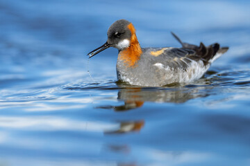 Red-necked Phalarope, Phalaropus lobatus, Varanger Peninsula, Finnmark, Norway