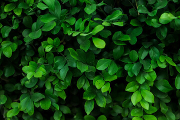 green leaf background on a tropical forest , forest nature background