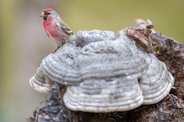 Common redpoll, male, Acanthis flammea, Varanger Peninsula, Finnmark, Norway